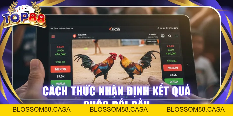 Đá Gà Cựa Dao - Bộ Môn Đối Kháng Hấp Dẫn Người Yêu Chiến Kê