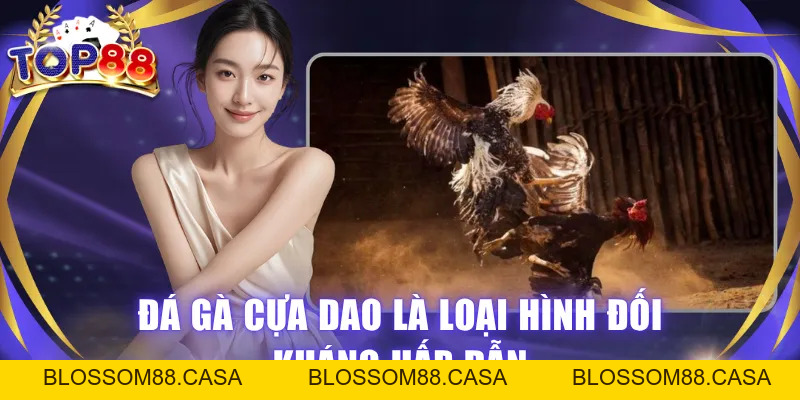 Đá Gà Cựa Dao - Bộ Môn Đối Kháng Hấp Dẫn Người Yêu Chiến Kê
