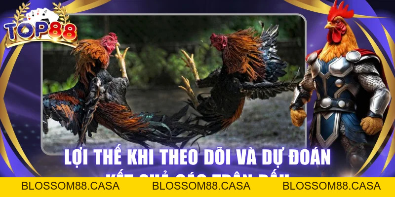 Đá Gà Cựa Sắt Tại TOP88 - Mãn Nhãn Với Cuộc Chiến Gay Cấn