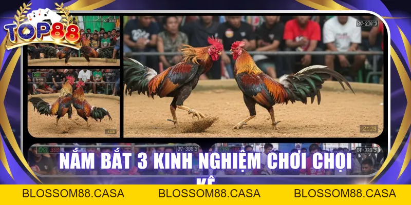 Đá Gà Cựa Dao - Bộ Môn Đối Kháng Hấp Dẫn Người Yêu Chiến Kê
