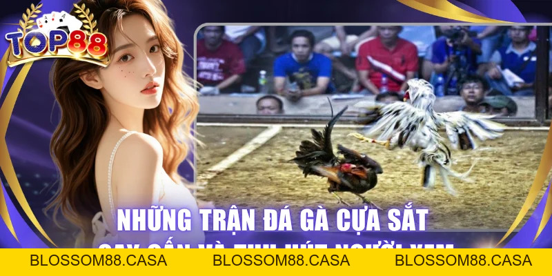 Đá Gà Cựa Sắt Tại TOP88 - Mãn Nhãn Với Cuộc Chiến Gay Cấn
